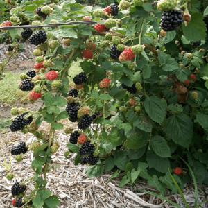 Саженец черной ежемалины Гигант 
