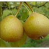 Груша Башкирская Летняя