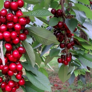 Саженец колоновидной черешни Квин Мери (Куин Мари) (Queen Mary)