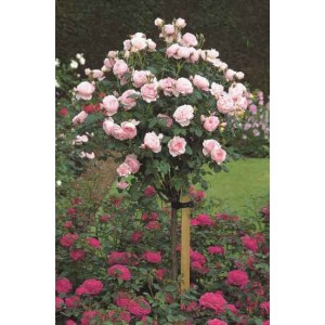 Саженцы штамбовой розы (3 шт. ) Роза Шарифа Асма (Sharifa Asma)