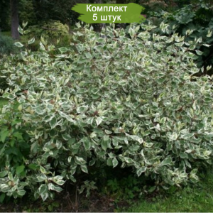 Саженцы Дерена белого Сибирского ( от 10-15 см) -  комплект 5 шт.
