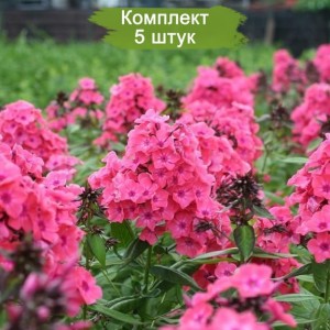 Саженцы флокса метельчательного Виндзор (Windsor) -  комплект 5 шт.