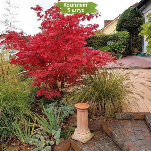 Саженцы клёна Гиннала (20-40 см) -  комплект 5 шт.