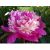 Саженцы пиона Селебрити (Celebrity) -  комплект 5 шт.