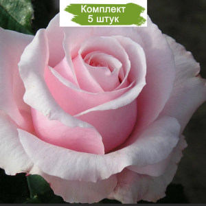 Саженцы чайно-гибридной розы Невеста (Bride) -  комплект 5 шт.