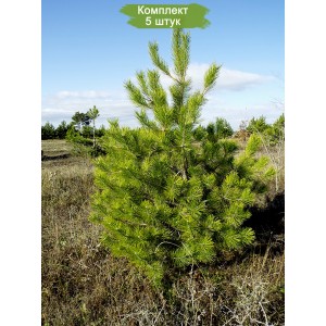 Саженцы сосны Крымской 20-40 см -  комплект 5 шт.