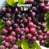 Комплект 5шт / Виноград Александр