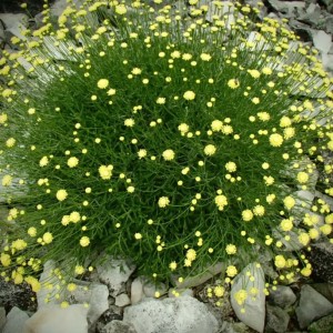 Саженец сантолины Виридис (Viridis)
