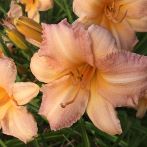 Саженец лилейника Чилдренс Фестиваль (Сhildrens Festival)