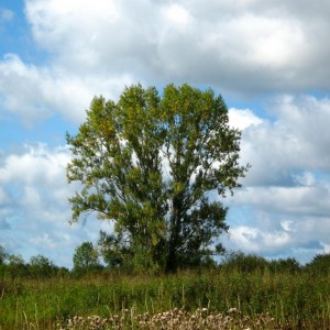 Саженец тополя Чёрного (20-40 см)