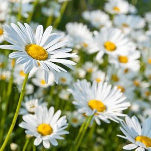 Саженец ромашки нивяника Обыкновенный